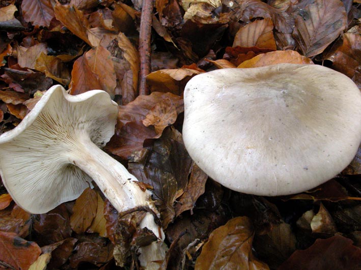 Mattinata sul Pian Piccolo